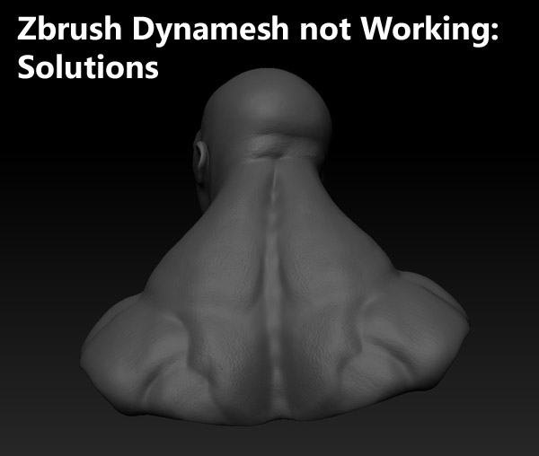 3d model of musculature