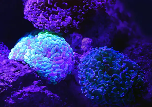 coral emitting fluorescence