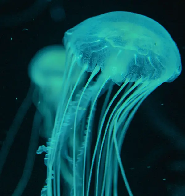 fluorescent jellyfish