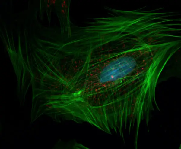cell under fluorescence