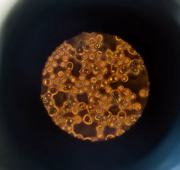 view through microscope