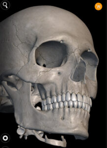 Skeleton | 3D Anatomy app