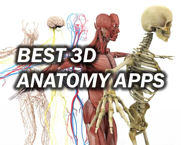 Anatomical systems 3d models