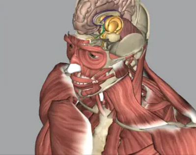 3D Anatomy Learning app