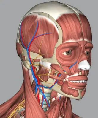 3d Anatomy App