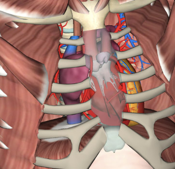 3d Bones and Organs app
