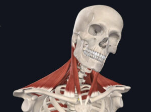 Complete Anatomy app