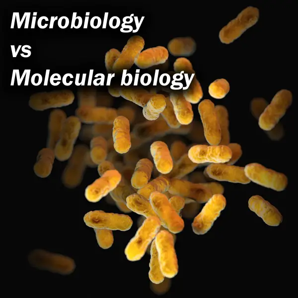 bacteria under microscope