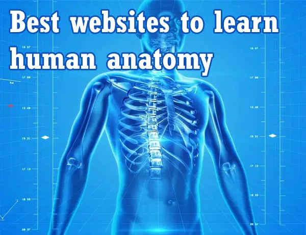 anatomy diagram of human male