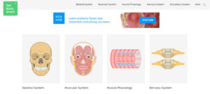 What are the Best Websites to Learn Human Anatomy? Biology Diagrams