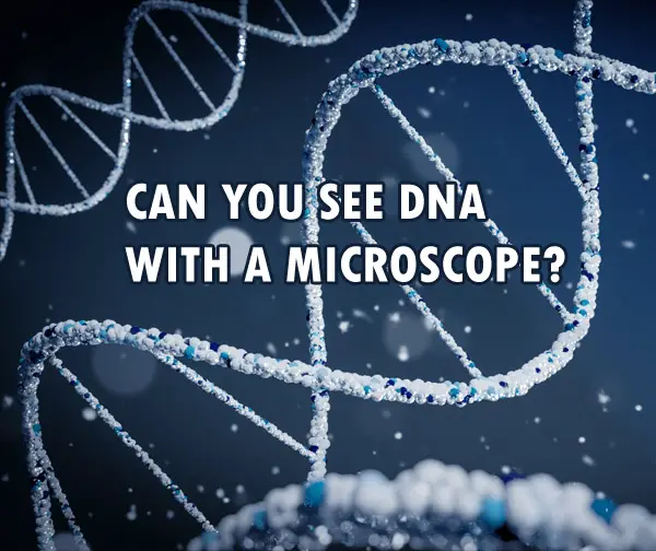 DNA strands