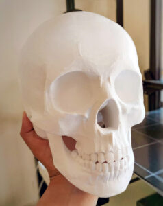3d printer model of skull