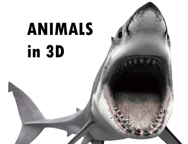shark animal in 3D