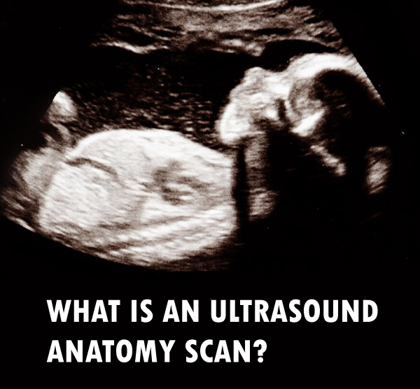 ultrasound anatomy scan of a womb