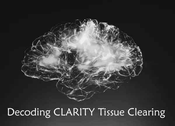 clear brain