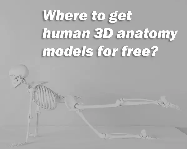 3d model of human skeleton