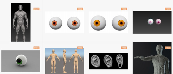 screenshot of turbosquid anatomy collection